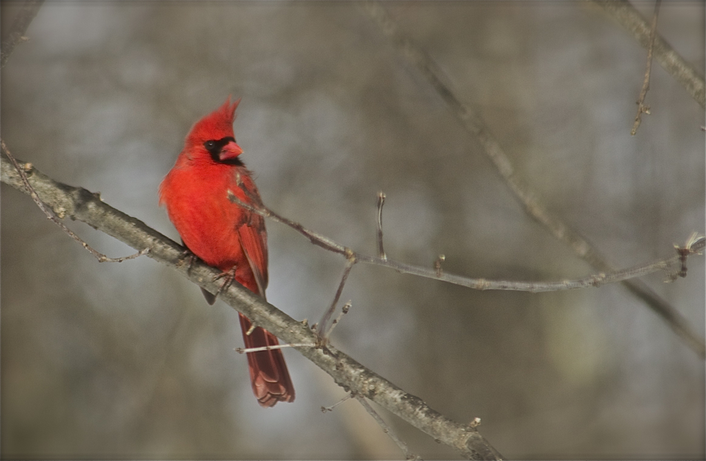 Love my Mr. Cardinal