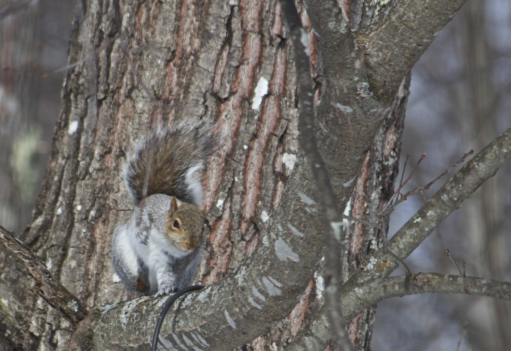 Moving in on the sneak attack of the bird feeder...