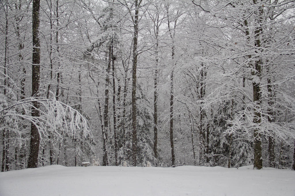 Love the winter wonderland snow :)  