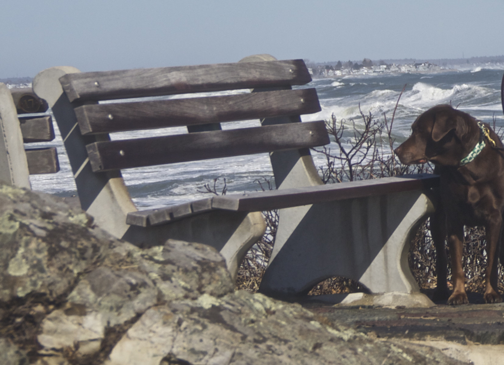 Eyeing the bench...  looks like a good spot to me too Soph!