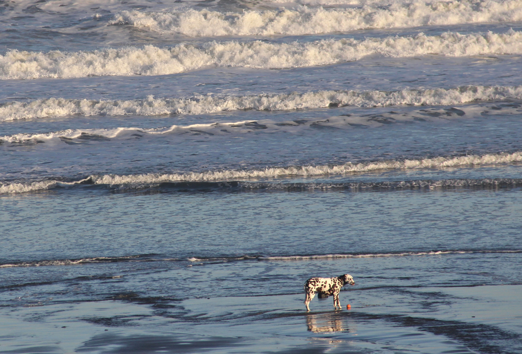 Dalmation on the beach