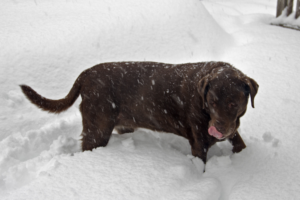 Mmmm....snow.