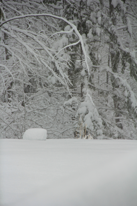 Any more snow and the bird bath would be completely buried!