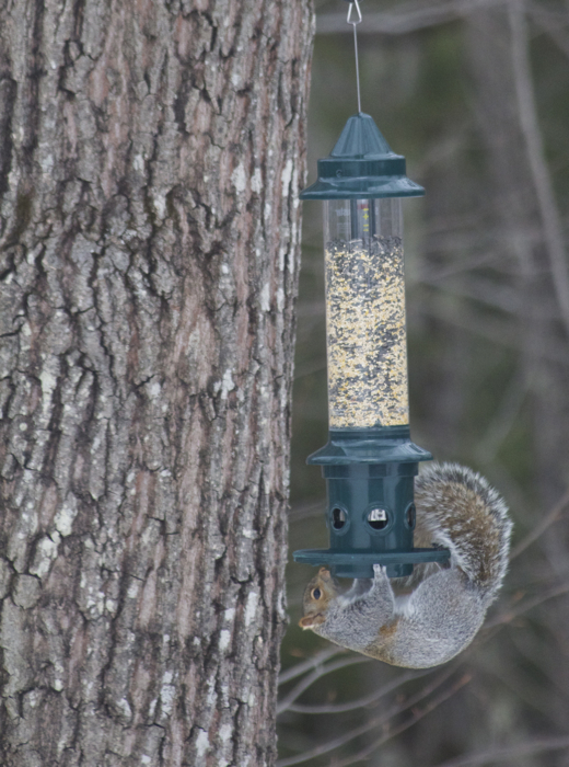 Squirrel pull-ups.  Sadly, no reward courtesy of the Squirrel Buster Plus.