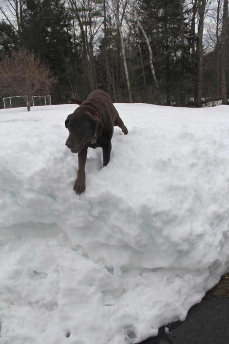 Still enough snow around here for King of the Mountain...  