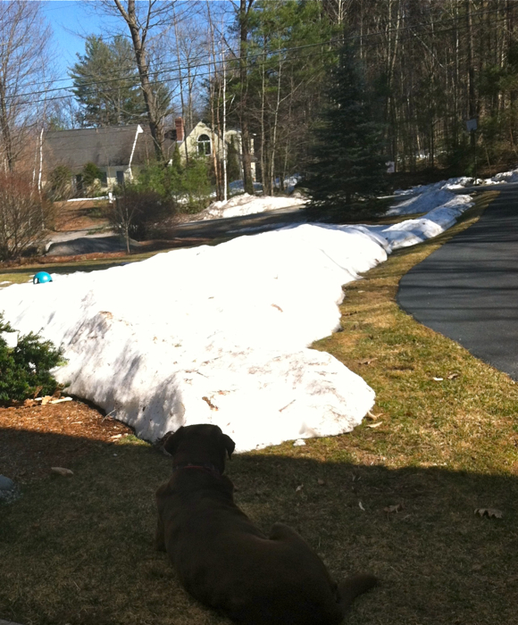 Soph says snow piles be damned too - she's soaking up the sun regardless