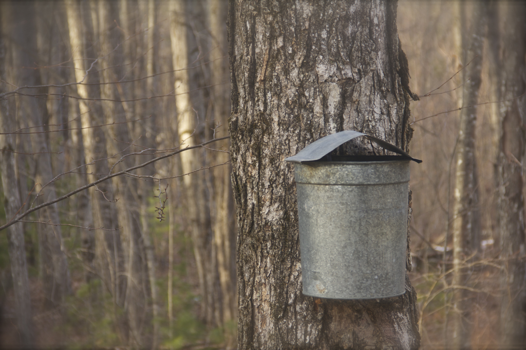 One of my favorite signs of spring :)