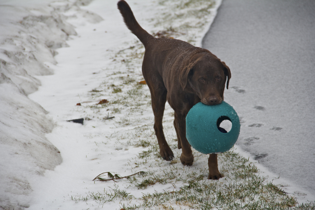 Not exactly enthusiastic with the wintry mix...