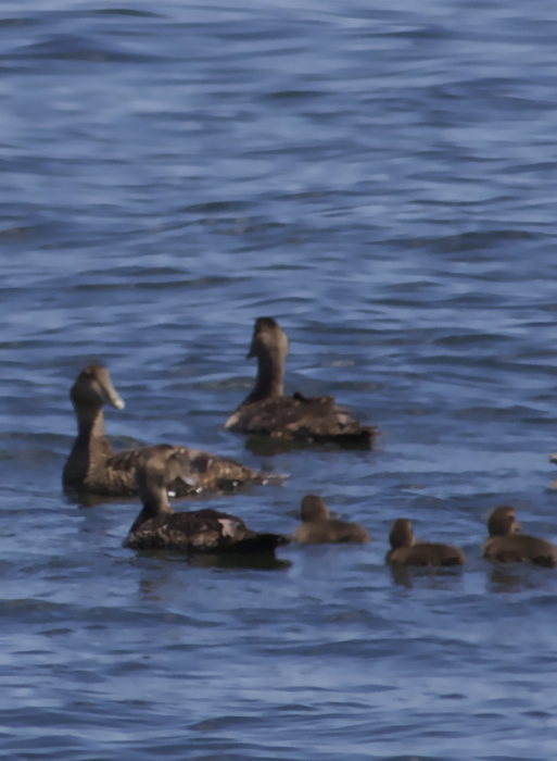 Family swim