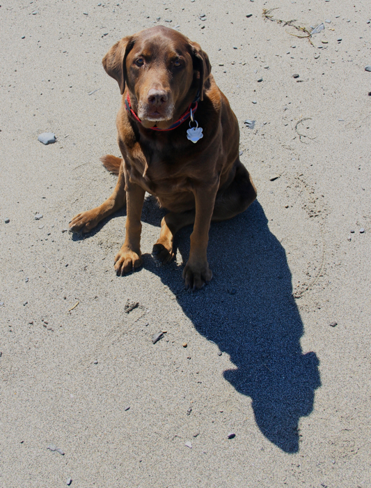 Sophie and her shadow - soaking up the sun on the sand.