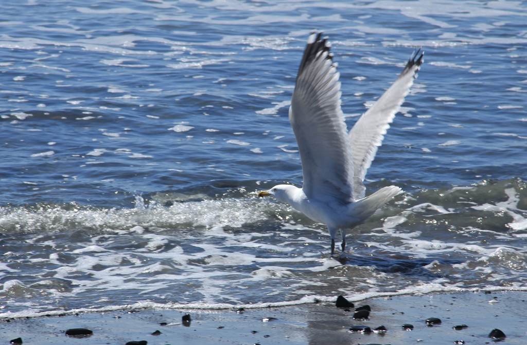 Is this how seagulls express that the water is cold?