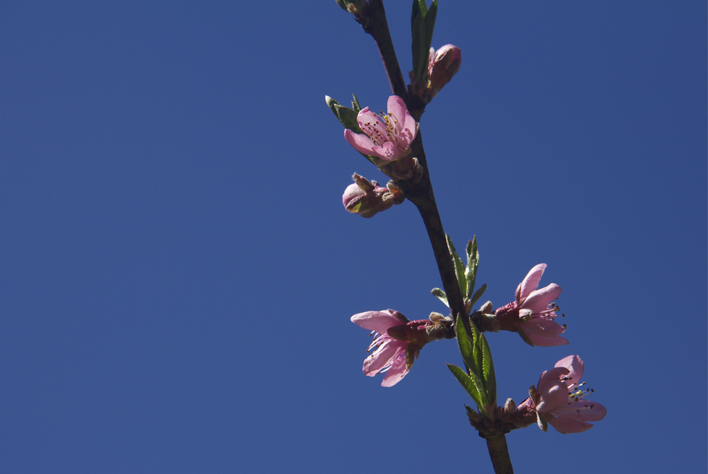 Beautiful blue sky and peach tree blossoms - a perfect spring day!