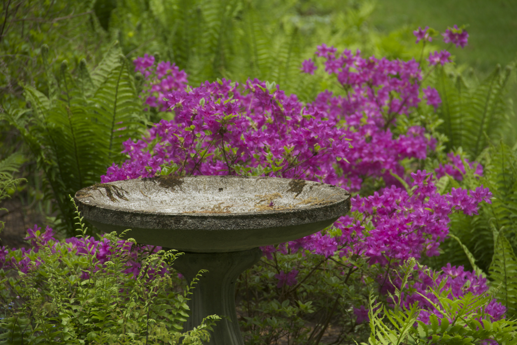 Azalea time...