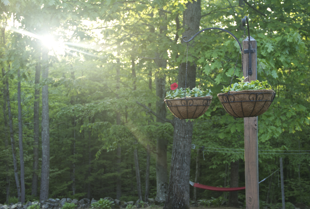 So nice to finally see the sun again today... and just in time for planting my hanging baskets :)