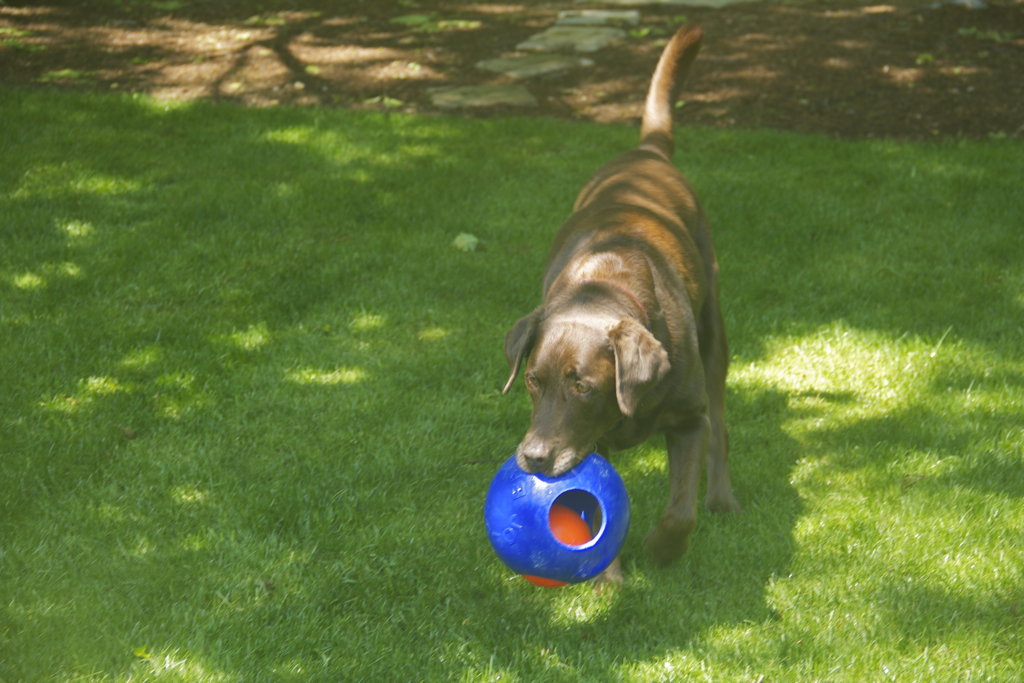 Getting some morning jollyball in before it got to too hot...