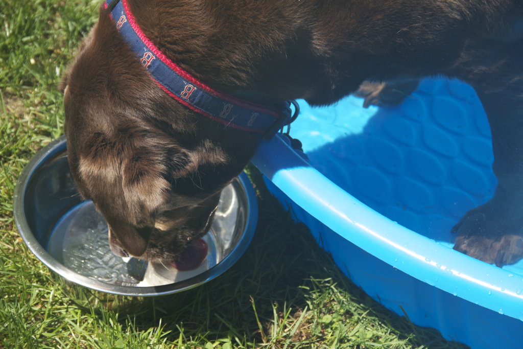 Beating the heat eating her frosty paws ice cream while cooling off in her wading pool.  Soph's not spoiled at all...