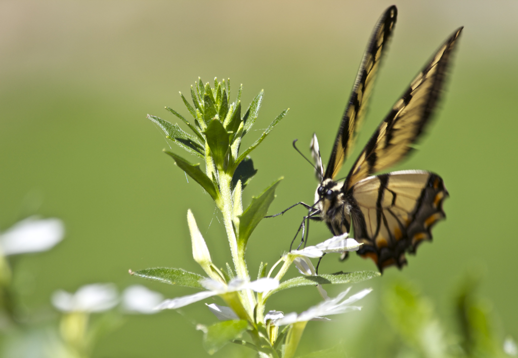 This butterfly is on the move...