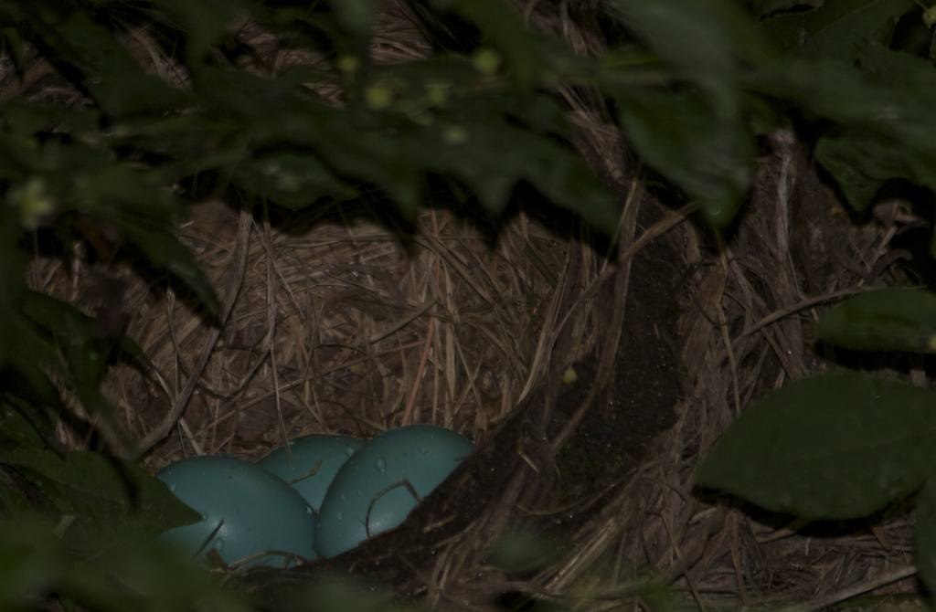 This nest is on it's side and towards the edge of the bush it's in... hope these eggs make it.  