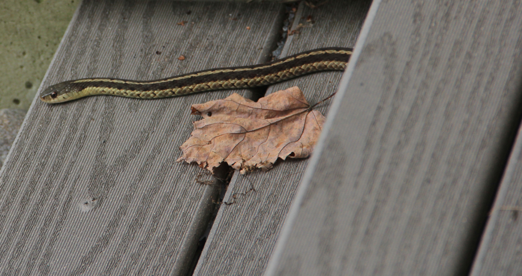 I'm a nature lover and all but I don't particularly care for snakes hanging out on the porch steps...  