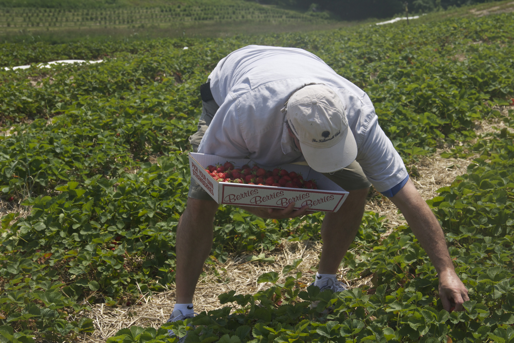 Fresh strawberries... can't get enough of 'em