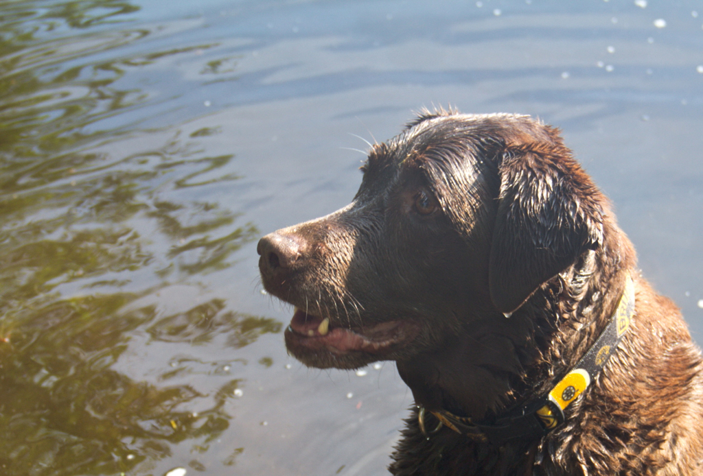 Summer equals water fun for Sophie... sitting in the shallow water patiently waiting for the throw.