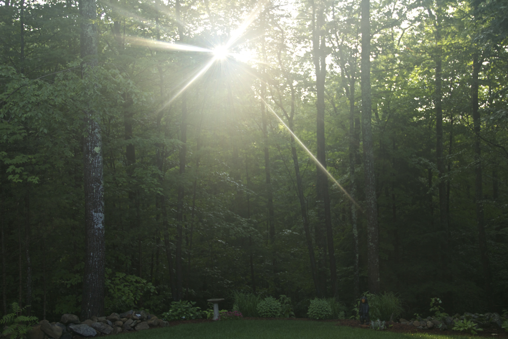 What a treat to see the sun come out tonight after this afternoon's drenching downpours. Don't think I've ever seen it rain that hard.