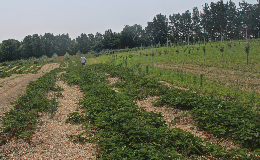 Strawberry stroll...