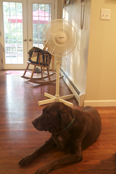 The brown dog has been spending a lot of time in front of the fan lately...  