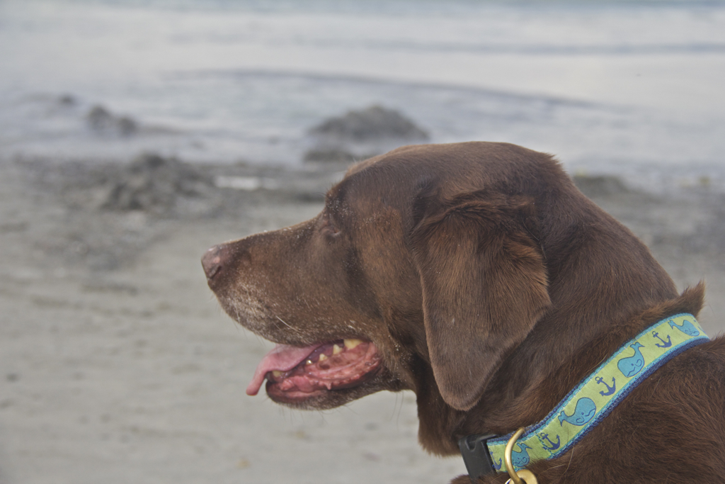 The fan wasn't cutting it...  Soph's much happier at the beach, sand on her face and all :)