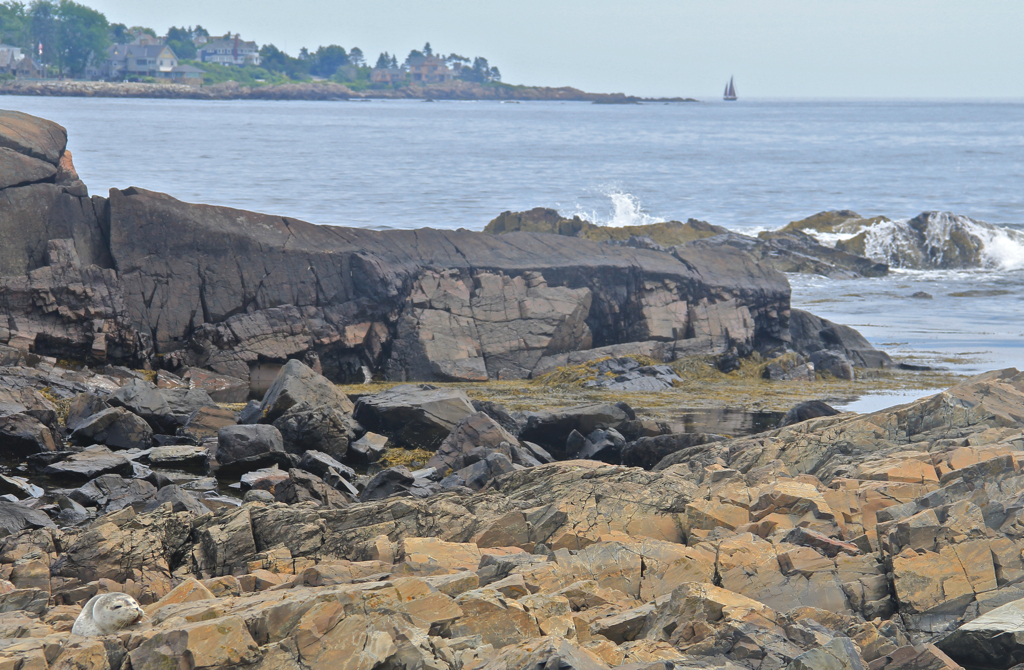 Baby seal stranded on the rocks in Kennebunk after the tide went out