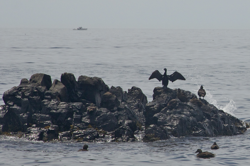 This guy sat there for a good 10 minutes drying his wings...