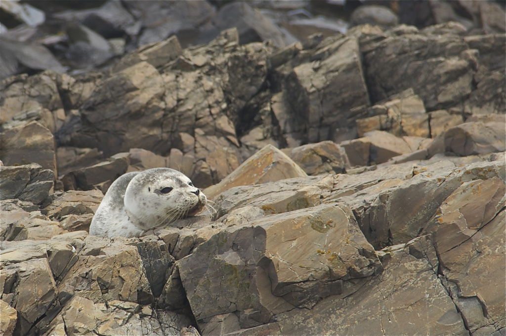 Resting on tbe rocks...  