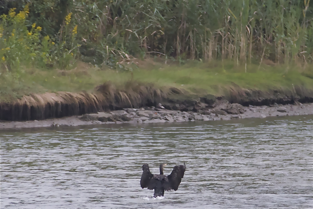 Splash landing...