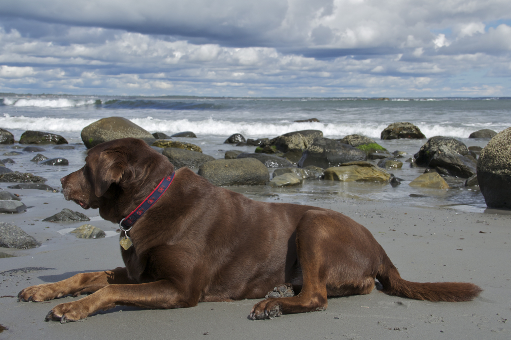 Soph soaking up the September sun on the beach...