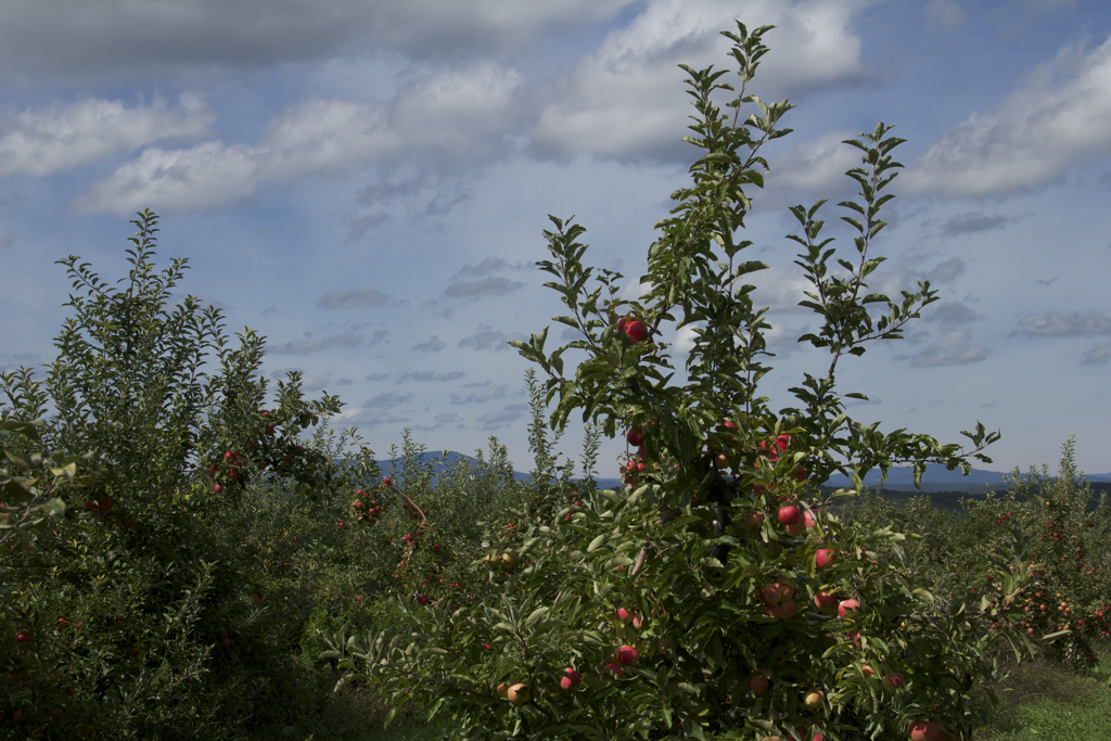 Apples and a view...