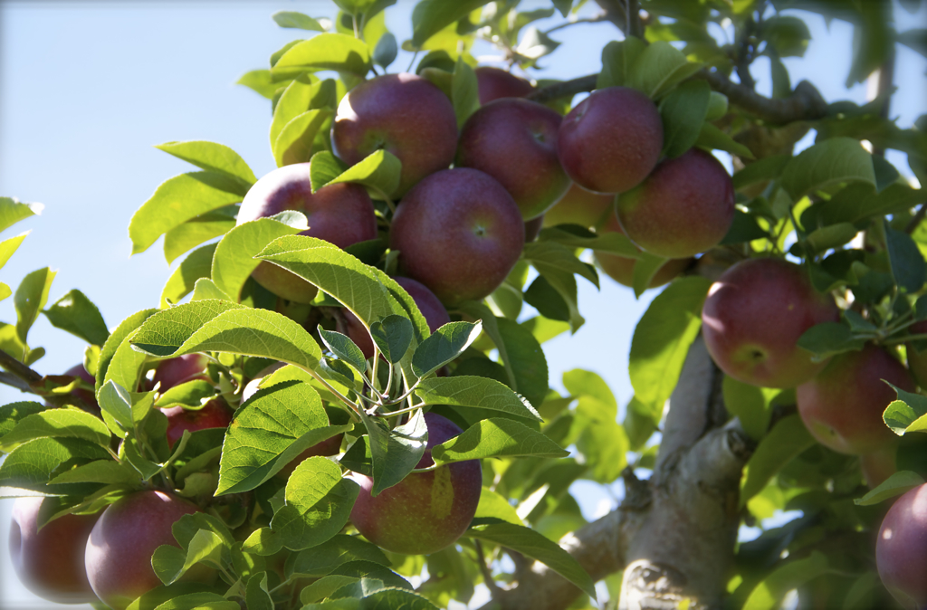 The apple trees are loaded this year!  