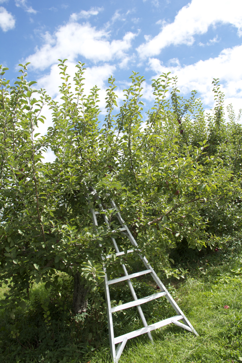 Maybe I'm showing my age, but wouldn't a wooden ladder have been much more photo worthy?