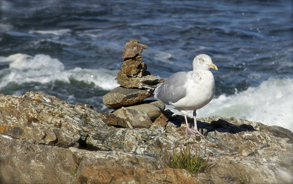 Wonder how long it took that seagull to create the zen rocks sculpture :)