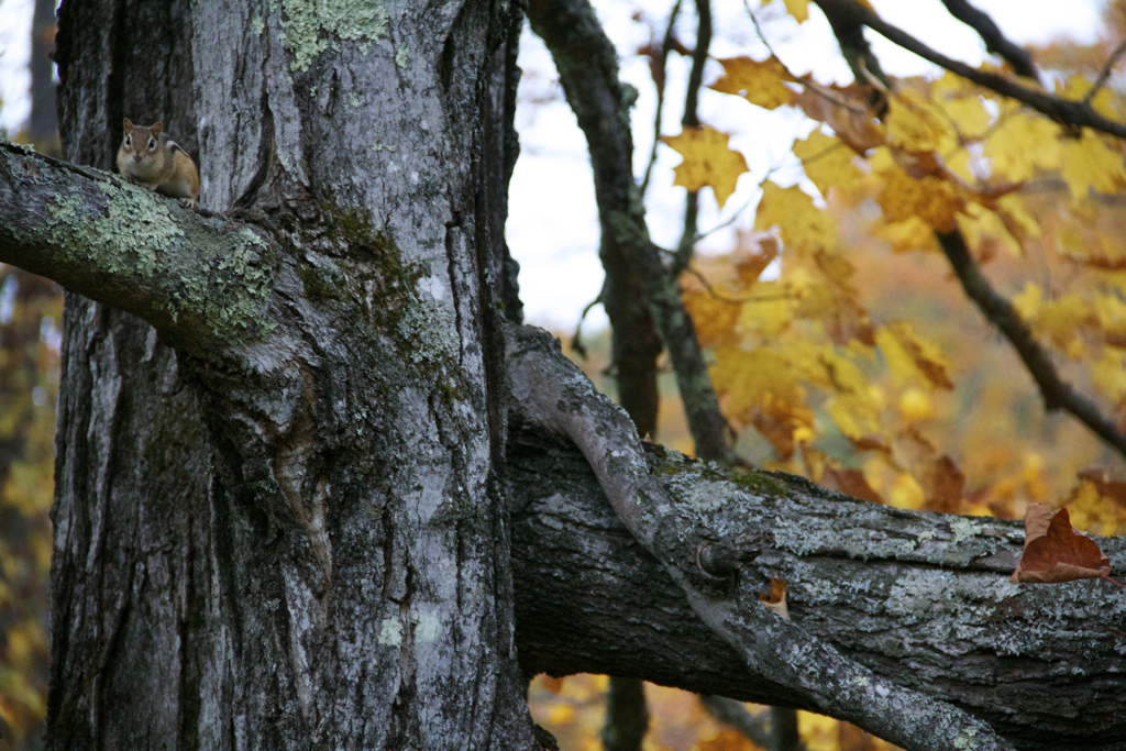 Chipmunk and fall leaves