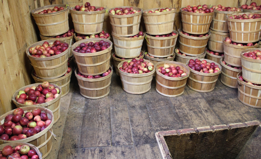 Bushels of apples and the chute leading to the 100+ year old cider press