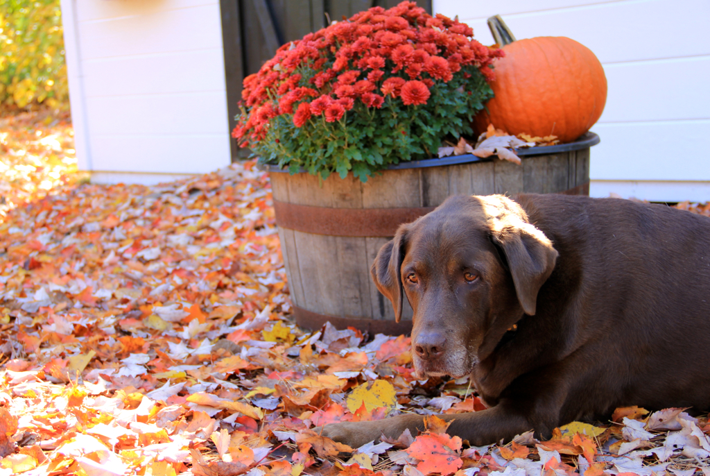 Fall days really don't get any better than today...