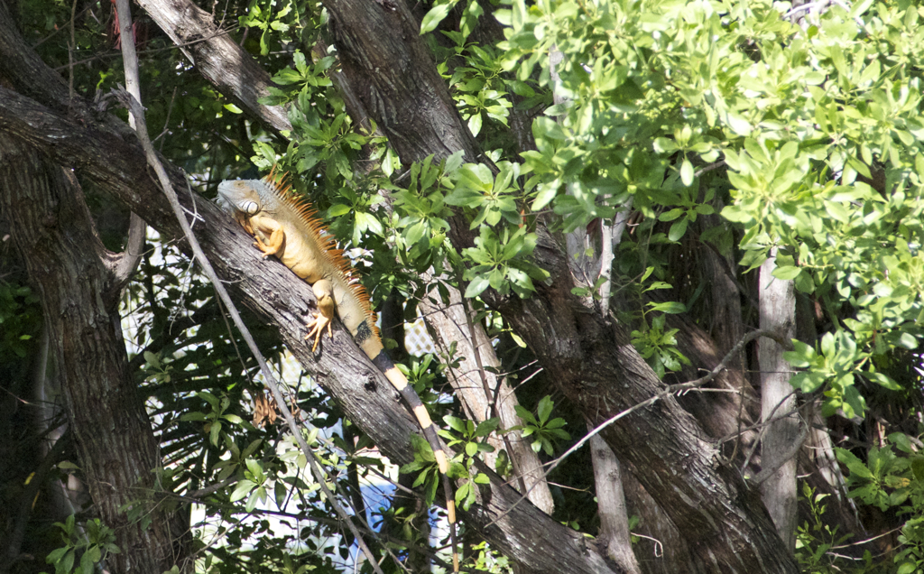 This guy seemed a little more threatening than the guy with the translucent tail...