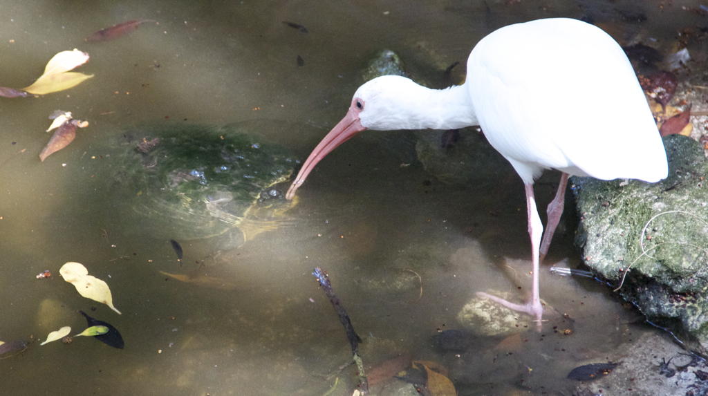 Bird meets turtle...