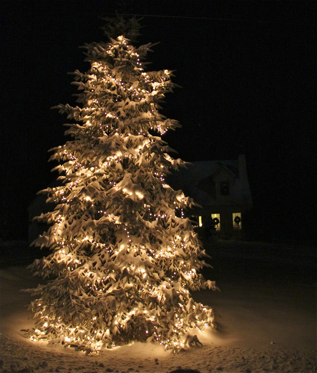 Enjoying the snow covered lighted tree in the front yard :)