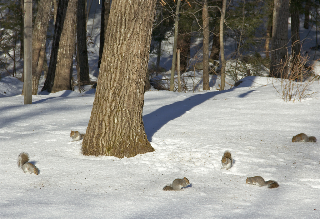 Backyard squirrel invasion