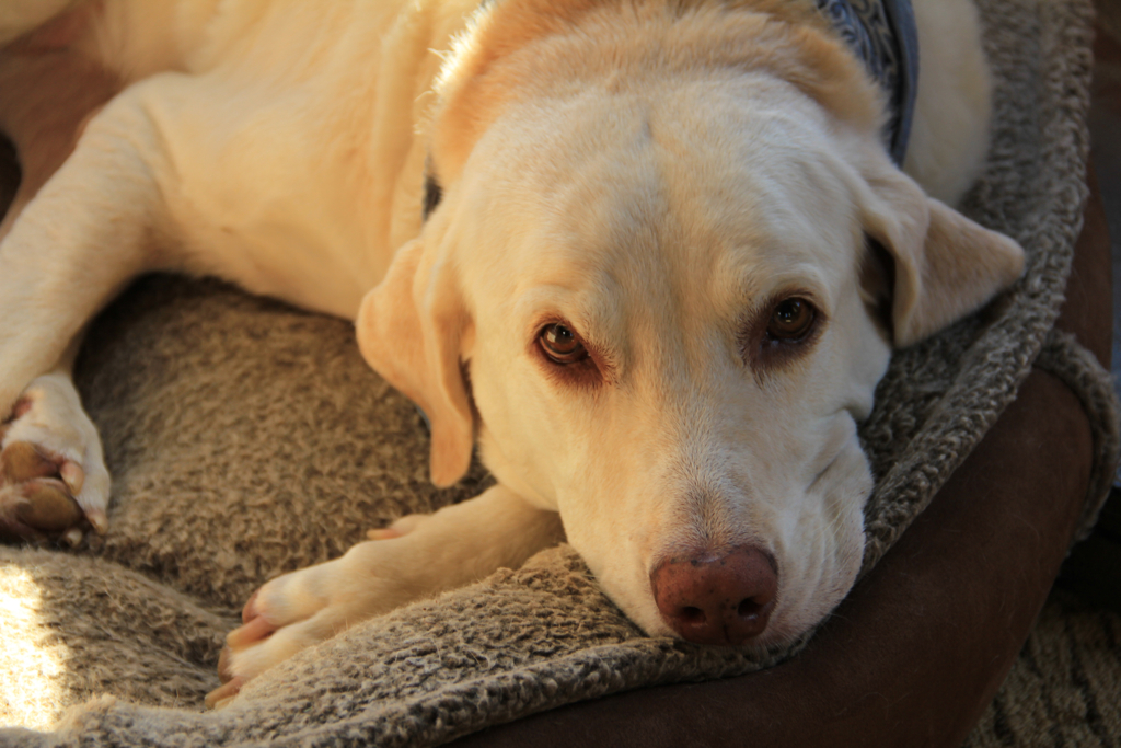 My brother's dog Riley lounging in his dog bed