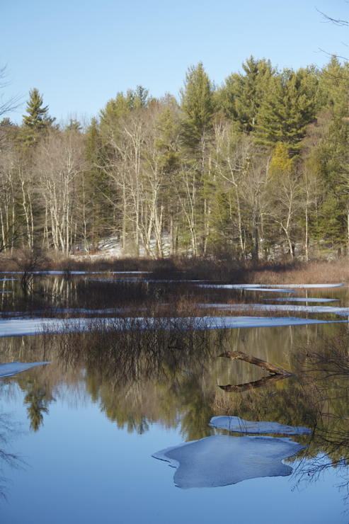 January thaw....  beautiful afternoon for a lunchtime walk.