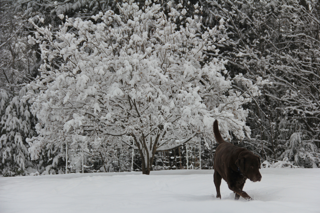 Walking in a winter wonderland...