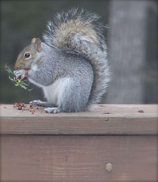 Hollyberry feast....