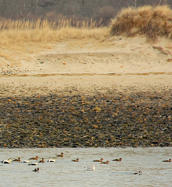 A layer of water and ducks, rocks, sand, grass